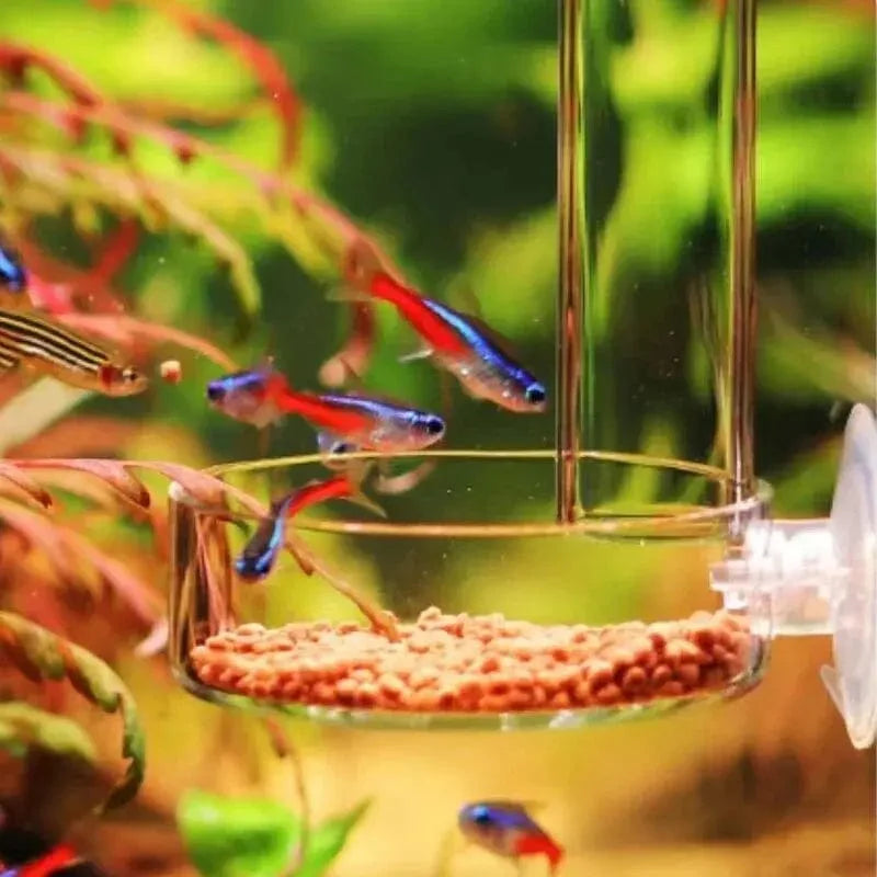 Accessoire d'Aquarium Transparent pour Nourrir Crevettes et Petits Poissons 5