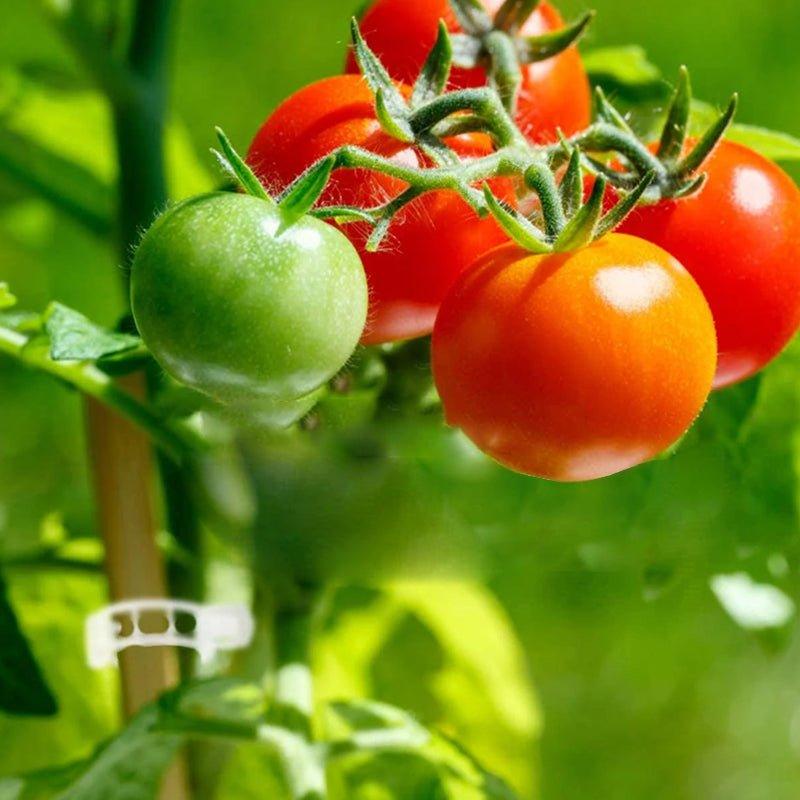 Accessoires de Jardinage Stabilisateurs de Tiges 5