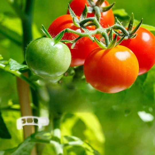 Accessoires de Jardinage Stabilisateurs de Tiges 5