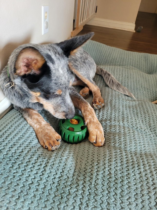 Balle Pour Chien Amusante À Remplir Pour Moments de Jeu 4