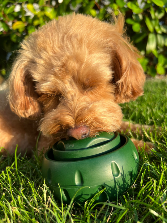 Balle Pour Chien Amusante À Remplir Pour Moments de Jeu 5