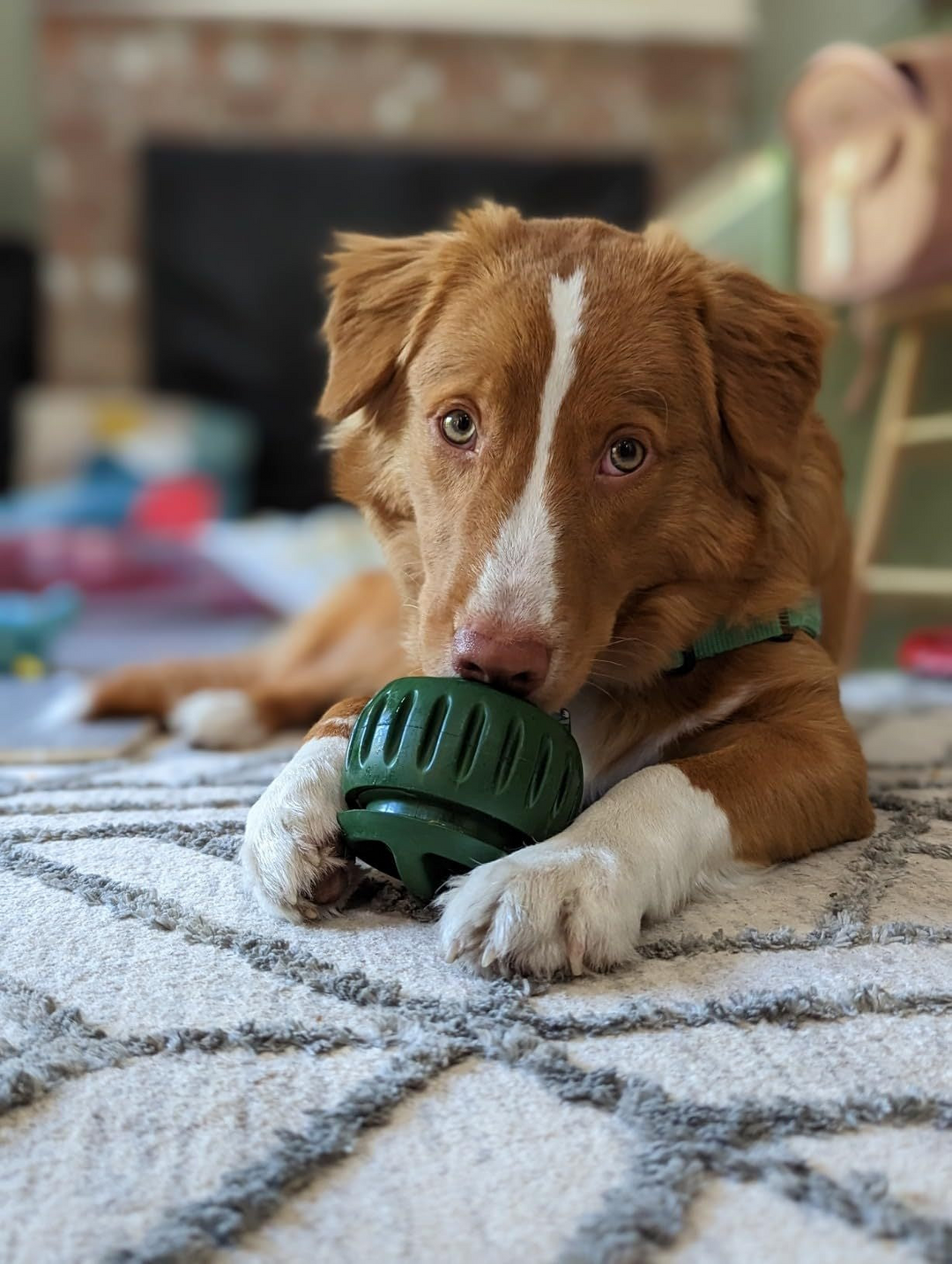 Balle Pour Chien Amusante À Remplir Pour Moments de Jeu 6