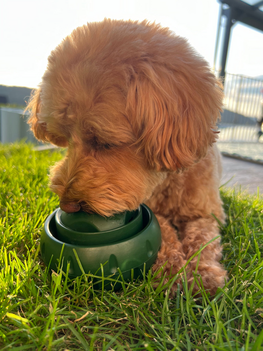 Balle Pour Chien Amusante À Remplir Pour Moments de Jeu 7
