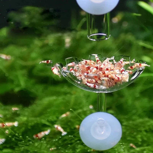 Bol d'alimentation pour crevettes en acrylique 3
