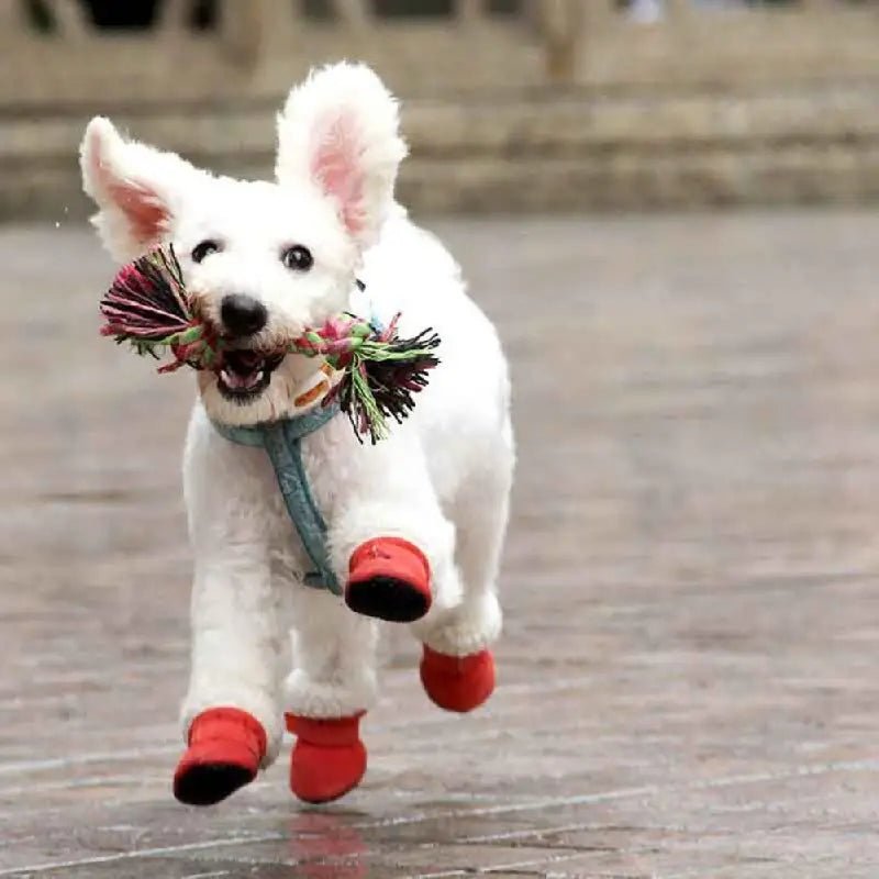 Bottes Pour Chien Impermeables Antiderapantes Confortables 3