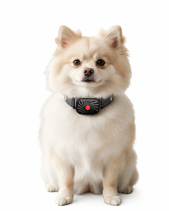 Collier Anti-Aboiement pour Petits Chiens avec Son et Vibration
