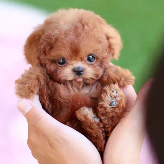 Chien en Peluche Interactif Mouvements Réalistes 1