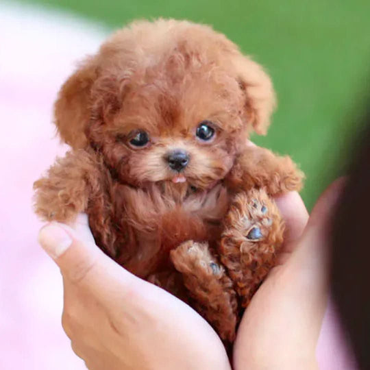 Chien en Peluche Interactif pour Enfants 0