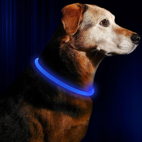 Collier Chien LED Rechargeable Ajustable Pour Promenades Nocturnes 1