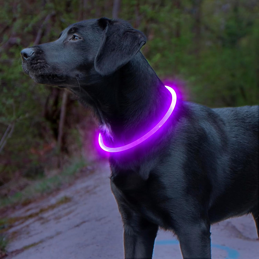 Collier Chien LED Rechargeable Ajustable Pour Promenades Nocturnes 2