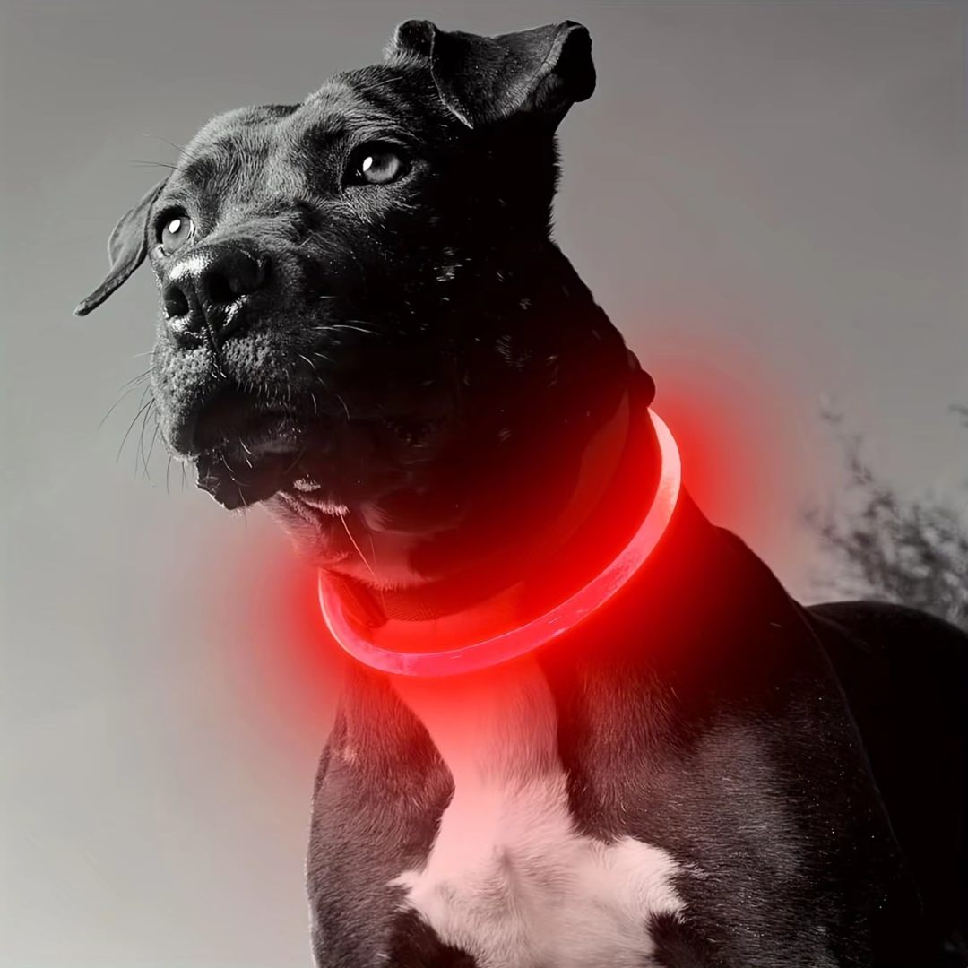 Collier Chien LED Rechargeable Ajustable Pour Promenades Nocturnes 7