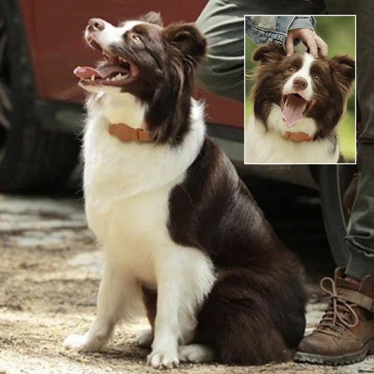 Collier Chien Luxe Avec AirTag Intégré Design Pratique 1