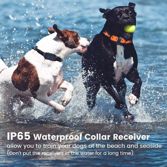 Collier Électrique de Dressage pour Chien avec Télécommande Étanche 1