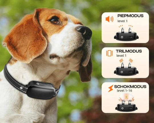 Collier de Dressage pour Chien Télécommandé Étanche 3