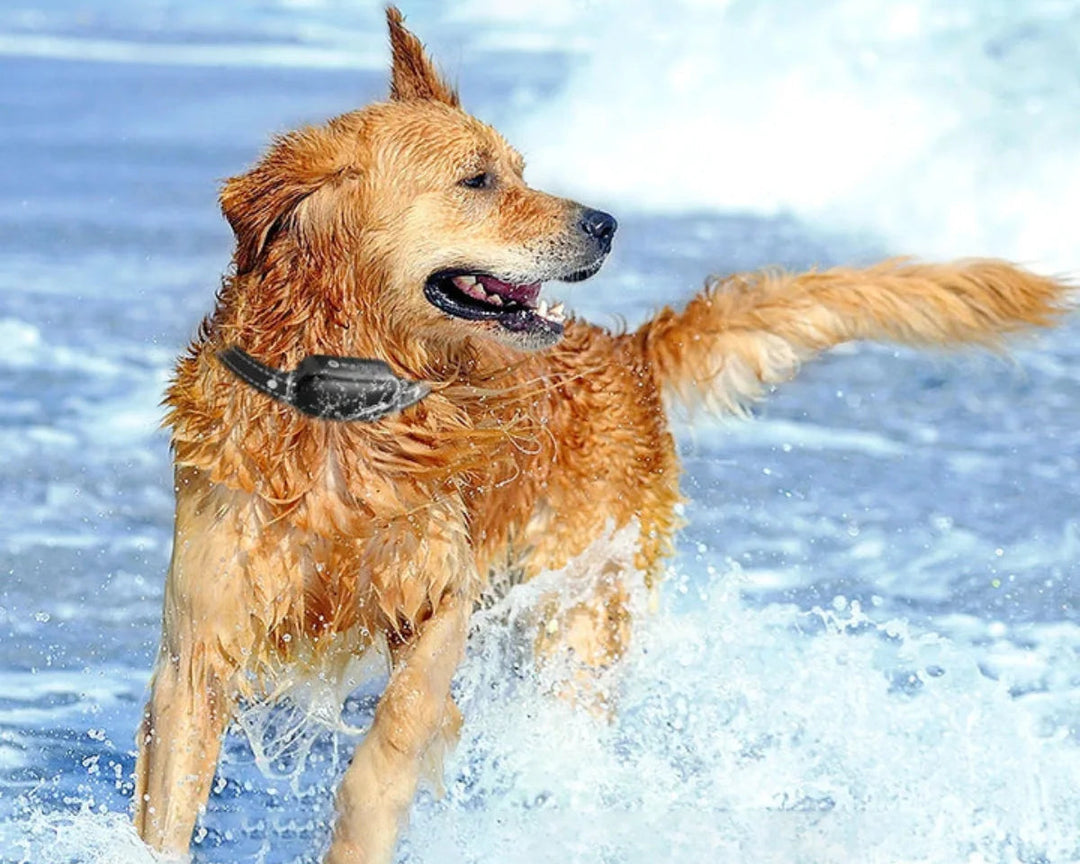 Collier de Dressage pour Chien Télécommandé Étanche 4