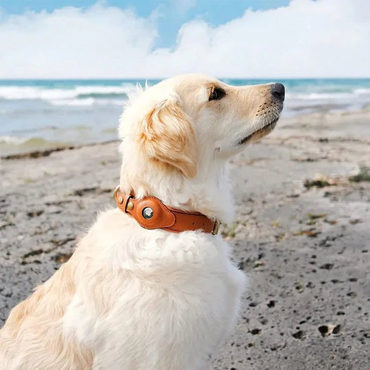 Collier pour chien avec support AirTag 1
