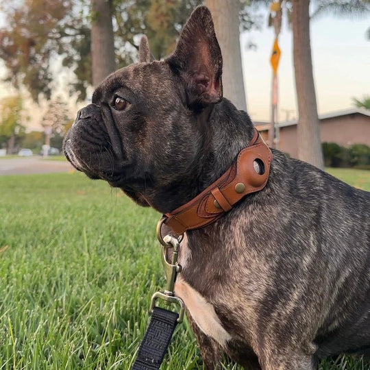 Collier pour chien avec support AirTag 2