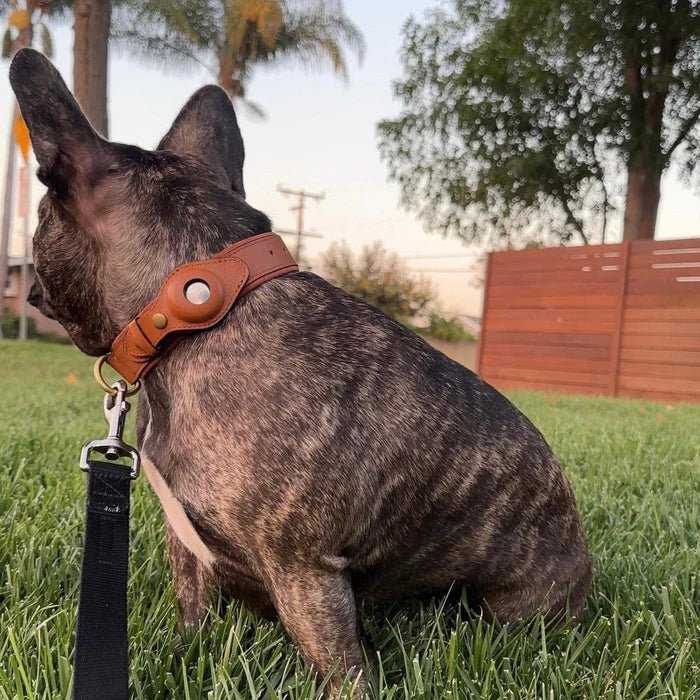 Collier pour chien avec support AirTag 8