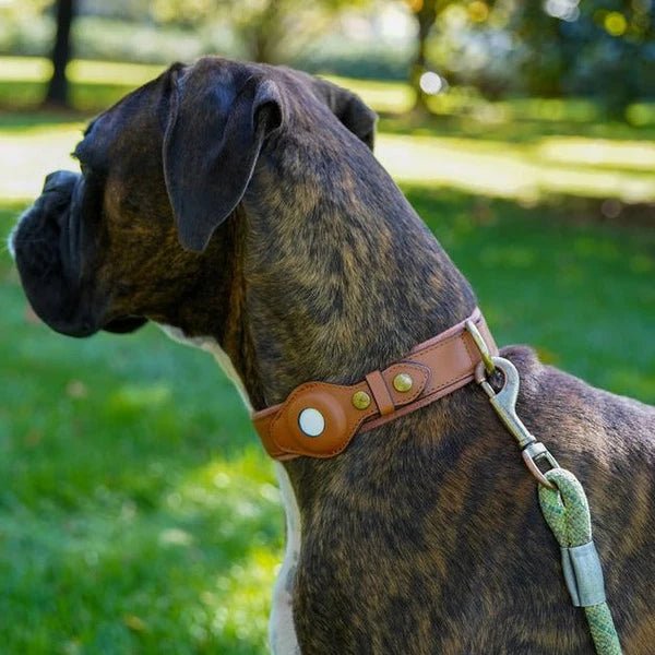 Collier pour chien avec support AirTag 9