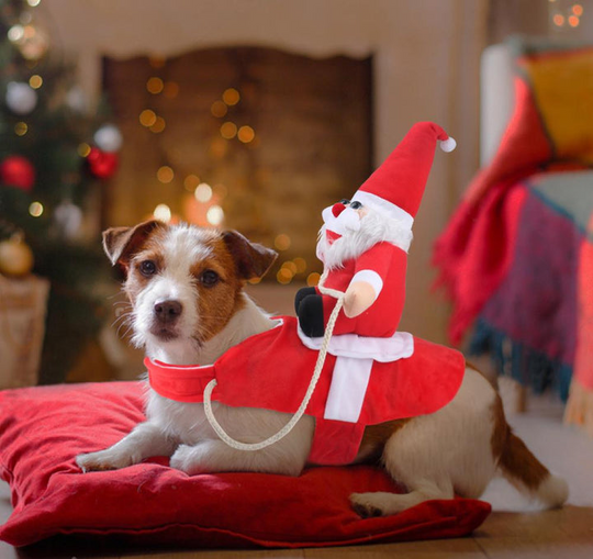 Déguisement Noël Chien Festif Avec Motifs Colorés 3