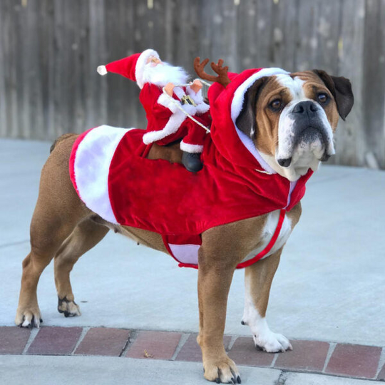 Déguisement Noël Chien Festif Avec Motifs Colorés 6