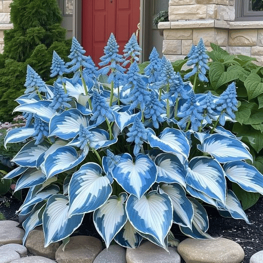 Graines d'Hosta Rares pour Jardins Ombreux 1