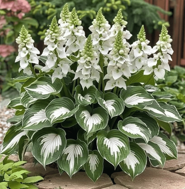 Graines d'Hosta Rares pour Jardins Ombreux 3