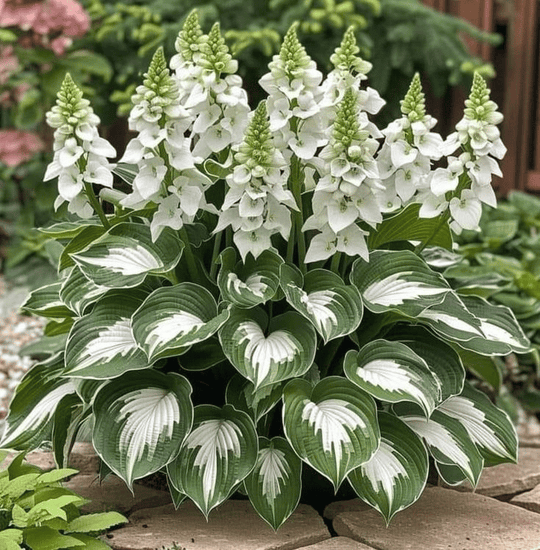 Graines d'Hosta Rares pour Jardins Ombreux 3
