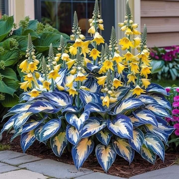 Graines d'Hosta Rares pour Jardins Ombreux 4