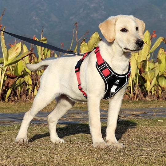 Harnais Chien Anti Traction Ergonomique Ajustable avec Bandes Réfléchissantes 1