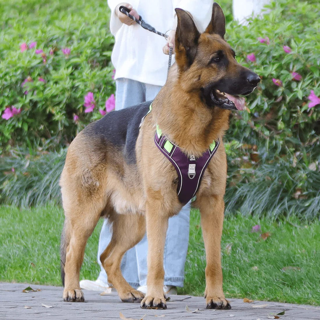 Harnais Chien Anti Traction Ergonomique Ajustable avec Bandes Réfléchissantes 2