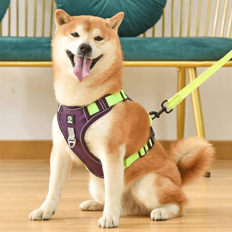 Harnais Chien Anti Traction Ergonomique Ajustable avec Bandes Réfléchissantes 3