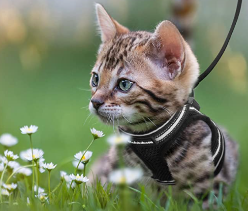 Harnais et Laisse pour Chat Anti Fugue Ajustable avec Design Sécurisé pour Promenades en Plein Air 1