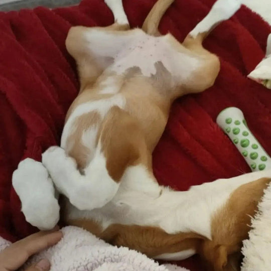 Jouet Pour Chien Apaisant Interactif Avec Textures Calmes 4