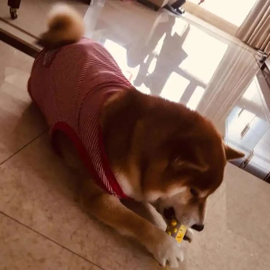 Jouet Pour Chien Apaisant Interactif Avec Textures Calmes 7