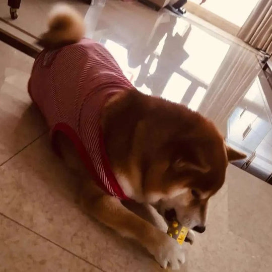 Jouet Pour Chien Apaisant Interactif Avec Textures Calmes 7
