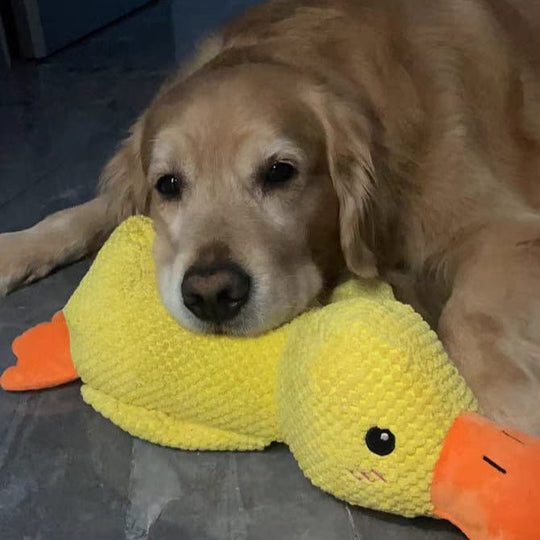 Jouet Pour Chien Grinçant Canard Amusant 7