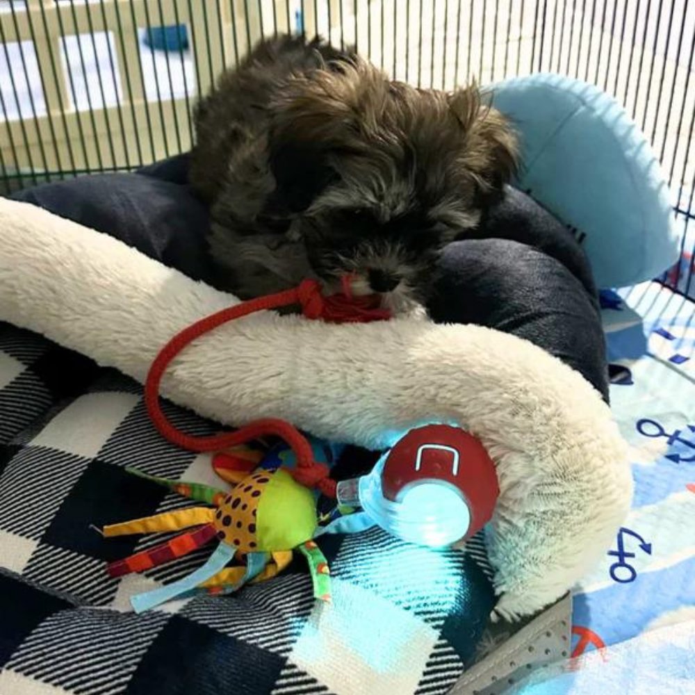 Jouet Pour Chien Interactif Balle Roulante Amusante 2