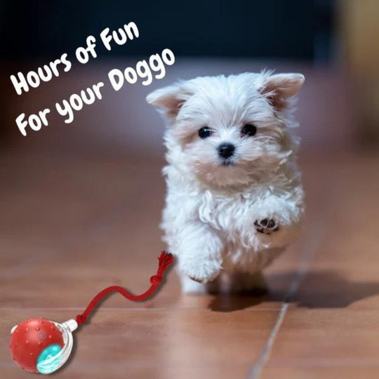 Jouet Pour Chien Interactif Balle Roulante Amusante 3