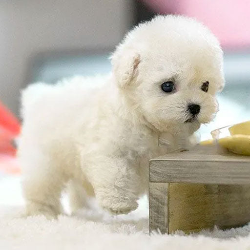 Jouet Pour Chien Robot Interactif Amusant Avec Sons Et Mouvements Réalistes 1