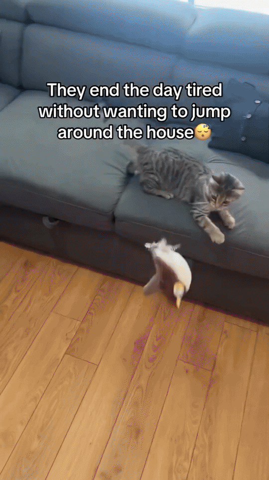 Jouet en Peluche pour Chats Actifs 1