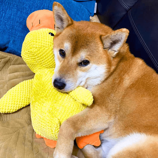 Jouet pour Chien Canard Amusant avec Sons Engagés 4