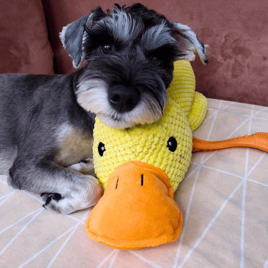 Jouet pour Chien Canard Amusant avec Sons Engagés 5