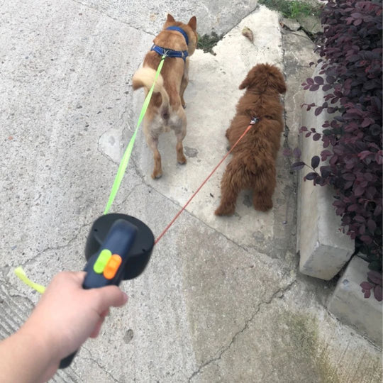 Laisse Double Rétractable pour Chiens avec Lampe de Poche 5