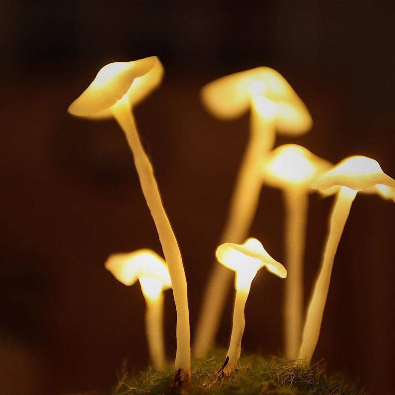 Lampe à Champignons Bricolage Enchantée 6
