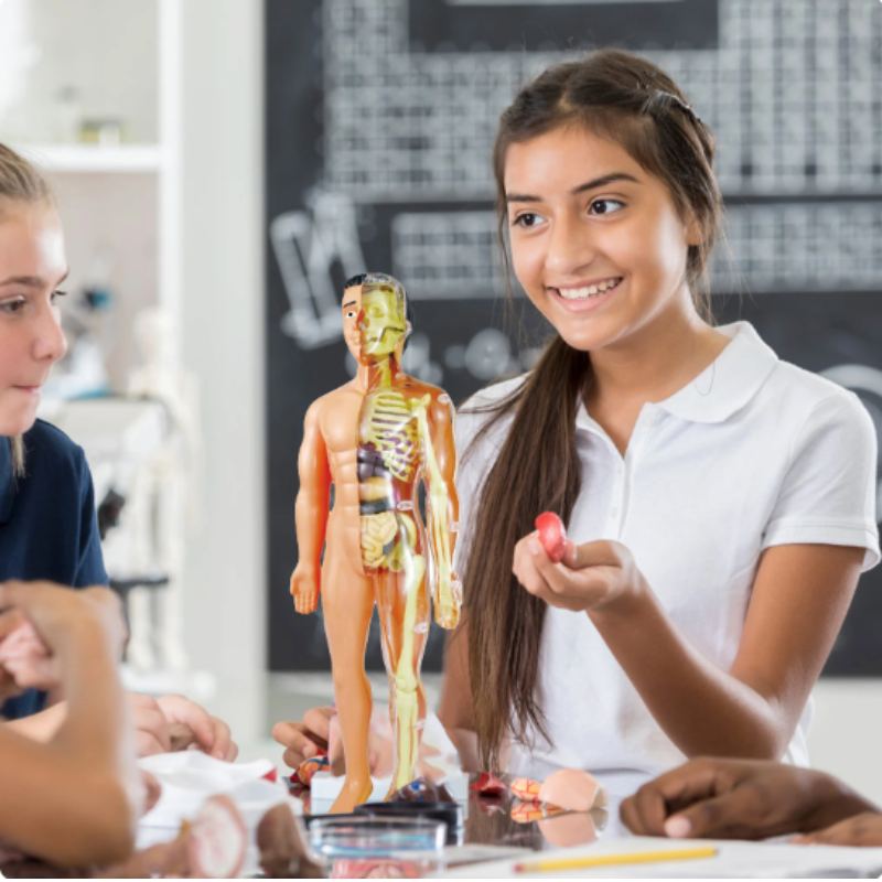 Modèle d'Anatomie 3D Éducatif pour Enfants Interactif 0