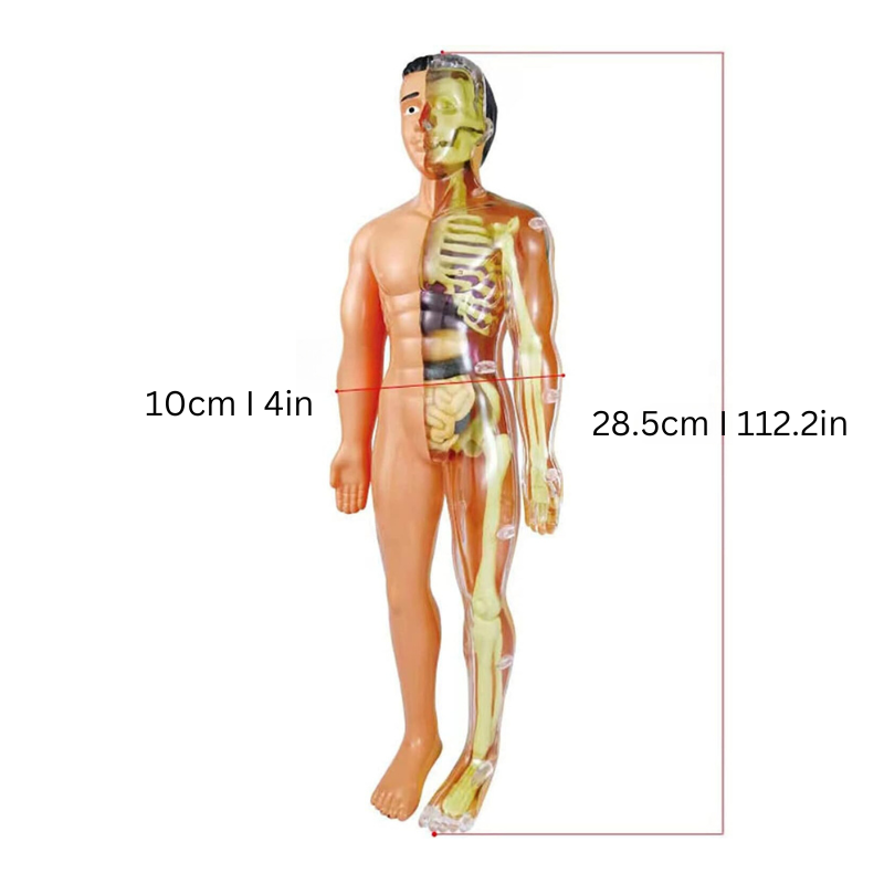 Modèle d'Anatomie 3D Éducatif pour Enfants Interactif 1