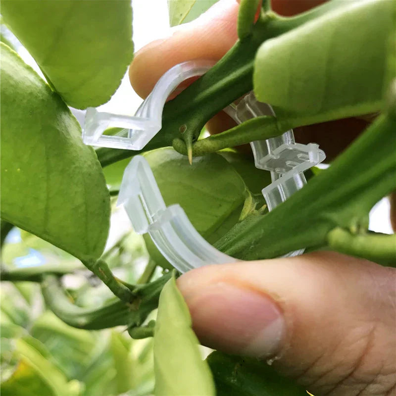 Outils de Jardinage Clips de Support pour Plantes 1