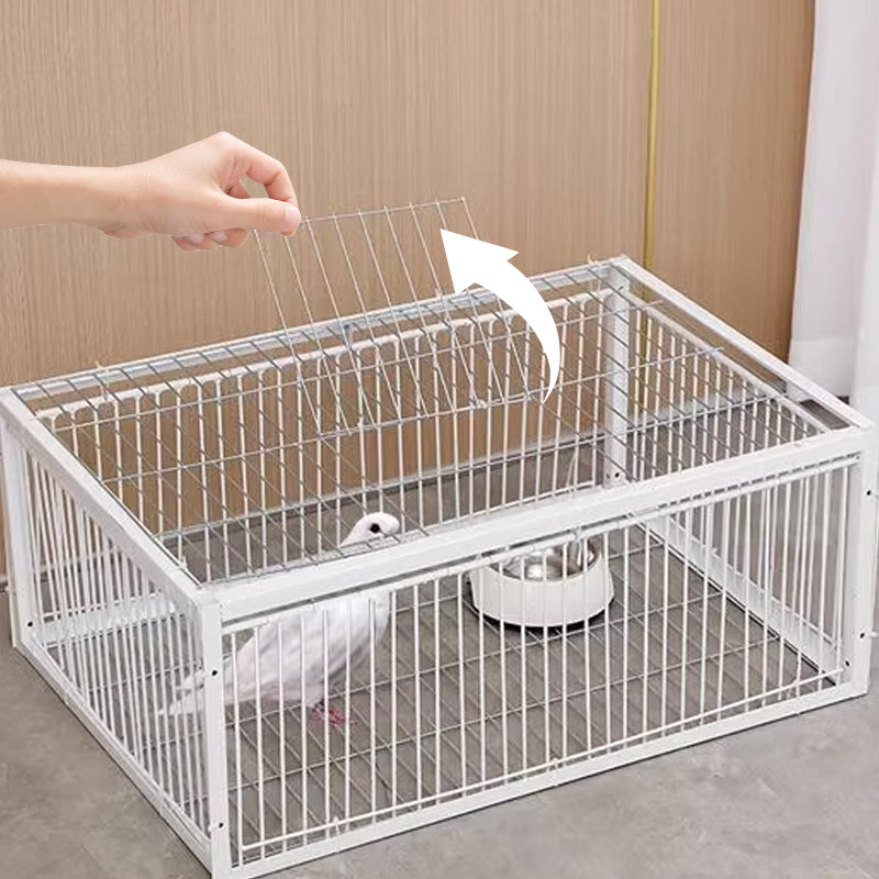 Piège à Oiseaux Innovant et Respectueux des Animaux 4