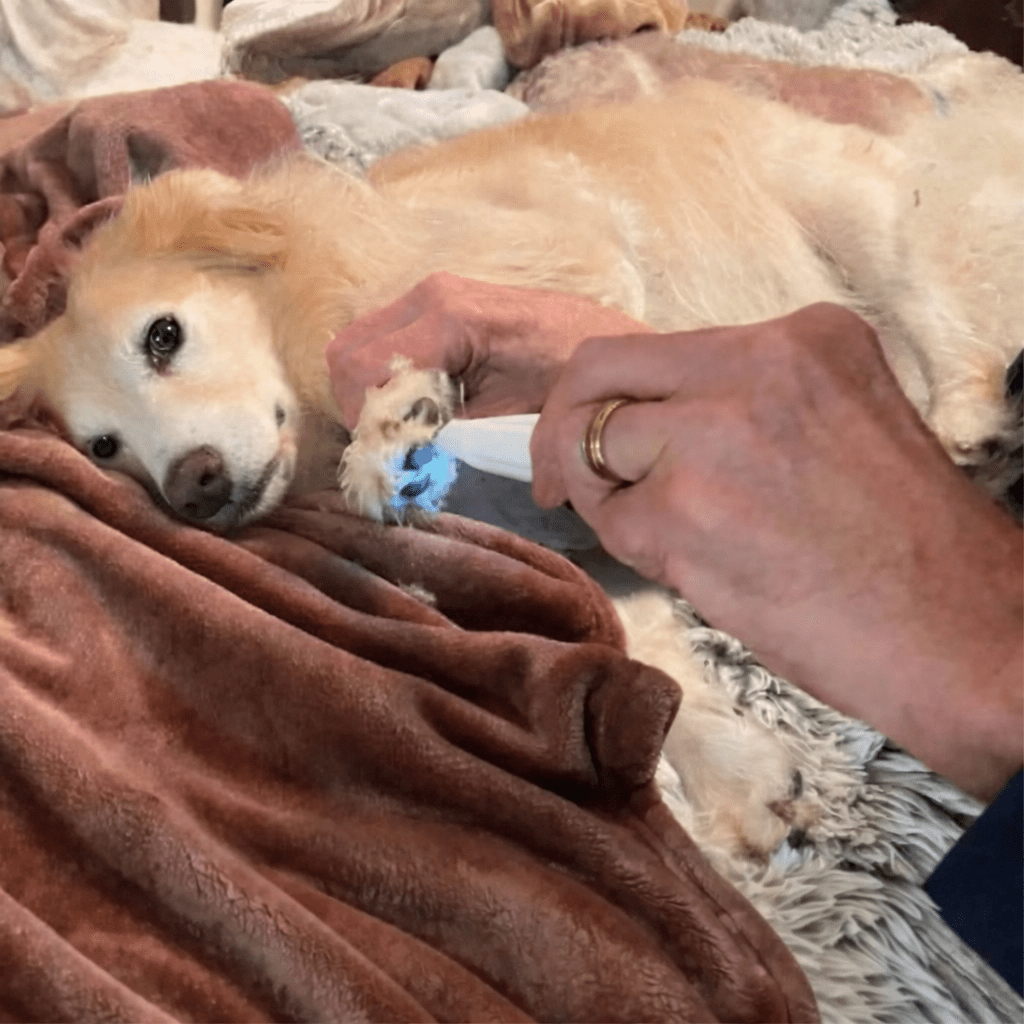 Tondeuse pour chiens Silencieuse et Ergonomique 3
